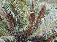 Blechnum nudum