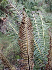 Blechnum nudum