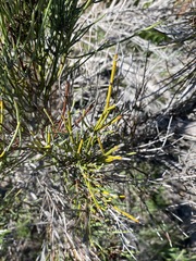 Retanilla ephedra