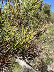 Retanilla ephedra