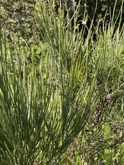Retanilla ephedra