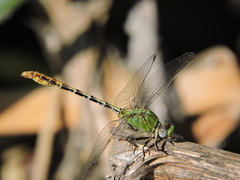 Erpetogomphus crotalinus