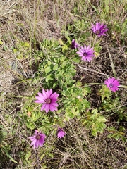Dimorphotheca jucunda