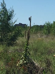 Piciformes
