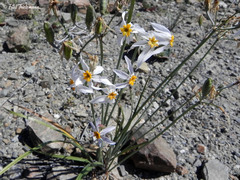 Leucocoryne narcissoides