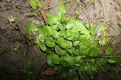Nymphoides exiliflora