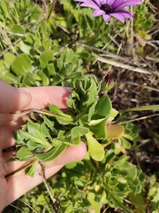 Dimorphotheca jucunda