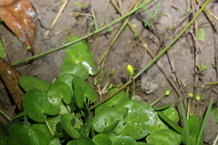Nymphoides exiliflora