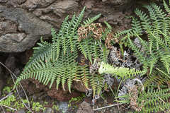 Pityrogramma dealbata
