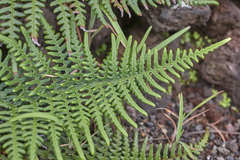 Pityrogramma dealbata