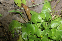 Nymphoides exiliflora