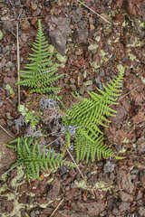 Pityrogramma dealbata