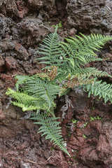 Pityrogramma dealbata