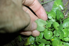Nymphoides exiliflora