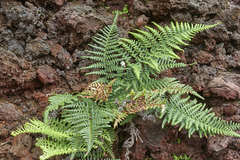 Pityrogramma dealbata