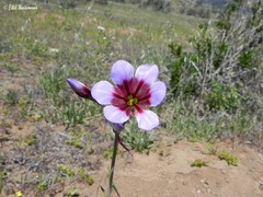 Leucocoryne purpurea