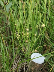 Antistrophus pisum