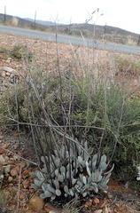 Cotyledon orbiculata spuria