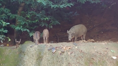Sus scrofa moupinensis