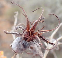 Cotyledon orbiculata spuria