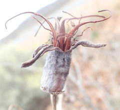 Cotyledon orbiculata spuria