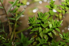 Rotala tripartita