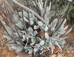 Cotyledon orbiculata spuria