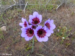 Leucocoryne purpurea