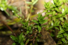 Rotala tripartita