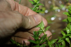 Rotala tripartita