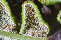 Pityrogramma dealbata