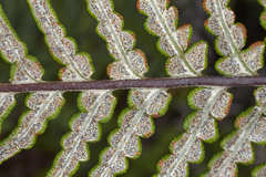 Pityrogramma dealbata