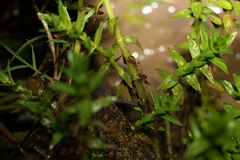 Rotala tripartita