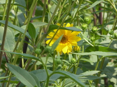 Helianthus tuberosus