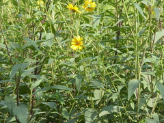 Helianthus tuberosus