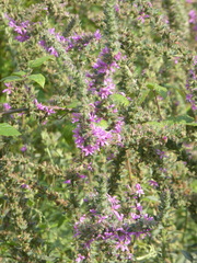 Lythrum salicaria