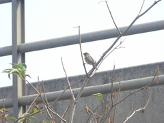 Passer domesticus balearoibericus