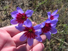 Leucocoryne purpurea
