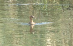 Tachybaptus ruficollis