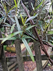 Parsonsia capsularis