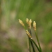 Eleocharis cylindrostachys - Photo (c) Greg Tasney, algunos derechos reservados (CC BY-SA), subido por Greg Tasney