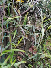 Parsonsia capsularis