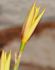 Bobartia filiformis