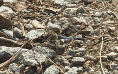 Orthetrum cancellatum