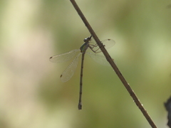 Chalcolestes viridis