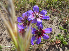 Leucocoryne purpurea