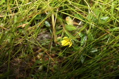 Ludwigia peploides montevidensis