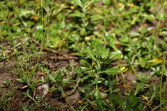 Ludwigia peploides montevidensis