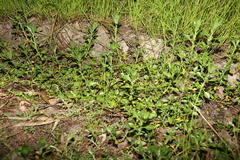 Ludwigia peploides montevidensis