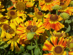 Apis mellifera